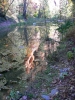 PICTURES/Sedona West Fork Fall Foliage/t_Reflection Of Cliff.JPG